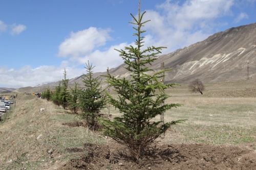 В Хунзахском районе идут масштабные работы по озеленению территорий