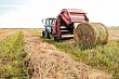 В Дагестане заготовлено 965,9 тыс. тонн грубых кормов