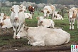 В Дагестане наблюдается рост заболеваемости животных бруцеллезом и бешенством