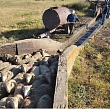В Хунзахском районе овец готовят к перегону на летние пастбища
