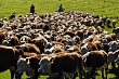 Сельхозпроизводители Хунзахского района увеличили производство мяса и молока