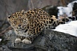 В горах Дагестана планируют расселить переднеазиатских леопардов