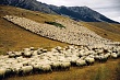СПК «Стела» разводит овец тушинской породы